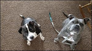 Bosco, right, was a Lucas County Pit Crew dog who was at the center of a bite case earlier this year. At left is McCaela, with whom Bosco has a close bond.