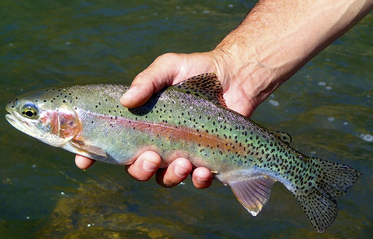 Rare trout gains sanctuary with an 11th hour directive - The Blade