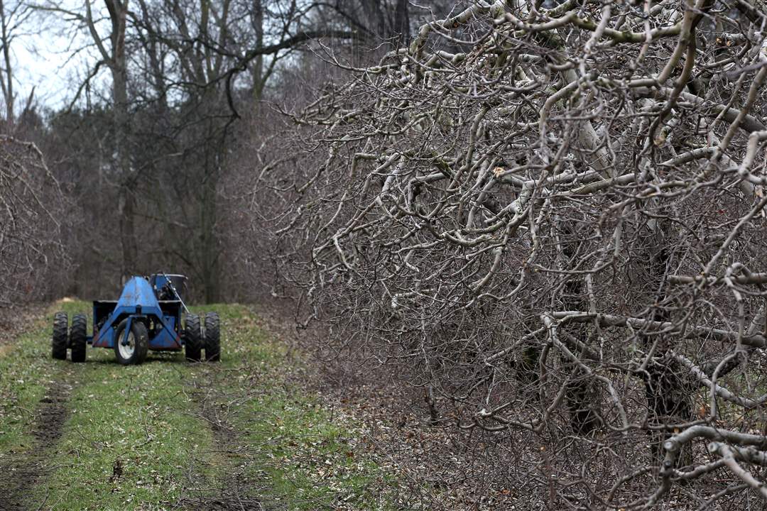 MacQueen-Apple-Orchard-2-28