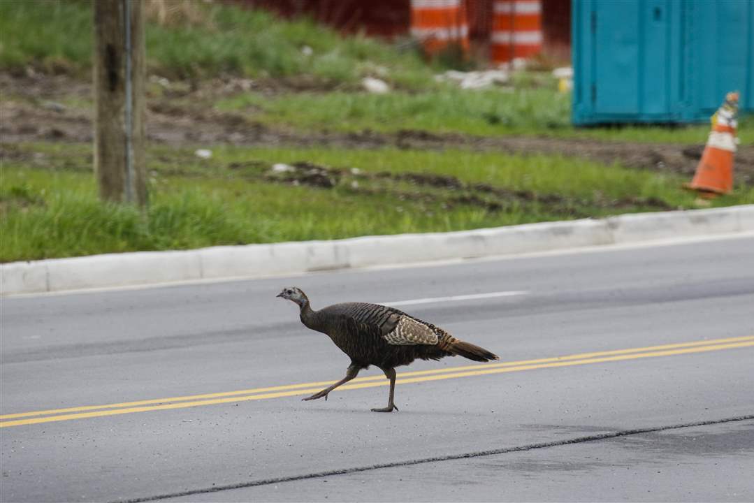 ROV-Wild-Turkey