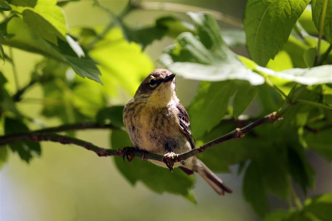 birding07pWarbler