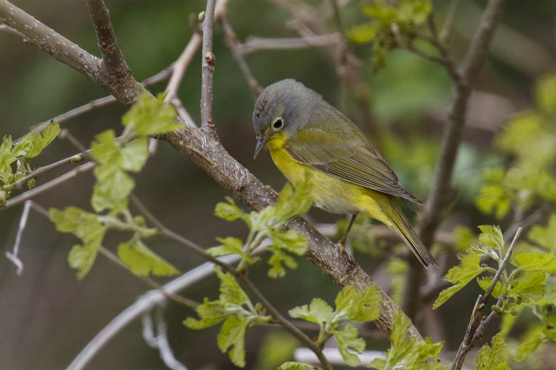 ROV-warblers-12