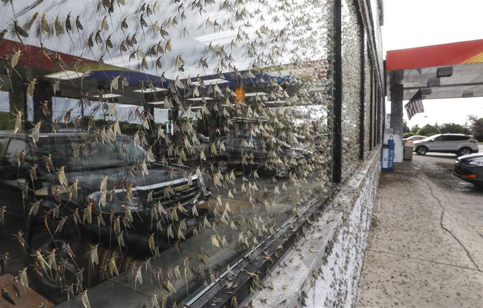 Sweeping up swarms of mayflies in June The Blade