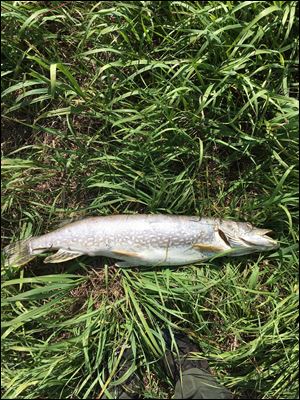 Manure spread across more than 100 acres of farmland just before a major thunderstorm rolled in killed close to 15,000 fish in  Williams County’s Beaver Creek.