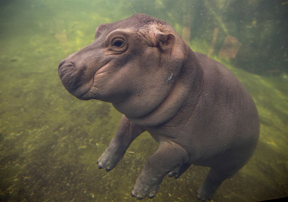 Cincinnati Zoo S Baby Hippo To Star In Facebook Video Series The Blade