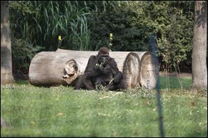 Sufi, 15, a female western lowland gorilla on loan to the Toledo Zoo from the Houston Zoo, eating scallions.