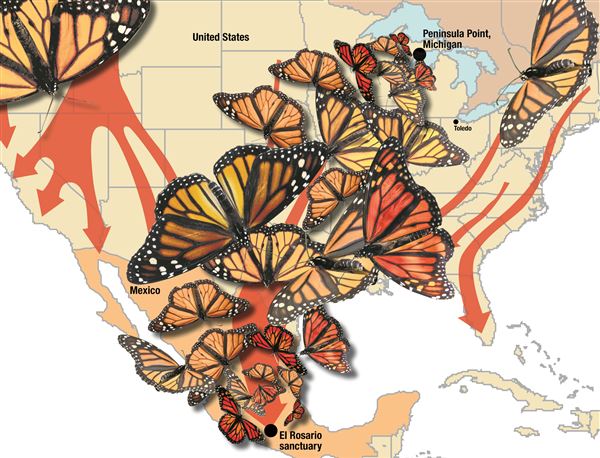 Monarch Exodus: Michigan to Mexico migration - The Blade