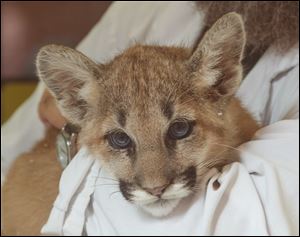 Keeper David Ross, on Wednesday holds Rainier, the eldest of three orphan mountain lion cubs rescued from Washington now at the Toledo Zoo.