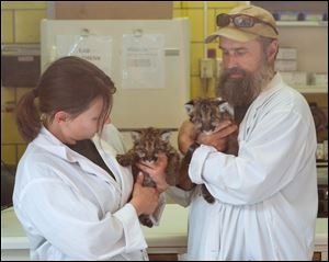 Keepers Erin Savial and David Ross of the Toledo Zoo hold Cascade and Columbia, two of three orphan mountain lion cubs from Washington after bottle feeding the pair Wednesday.