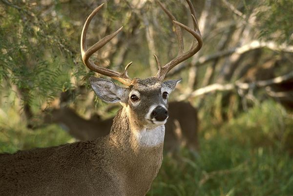 busy-week-ahead-for-ohio-deer-hunters-the-blade