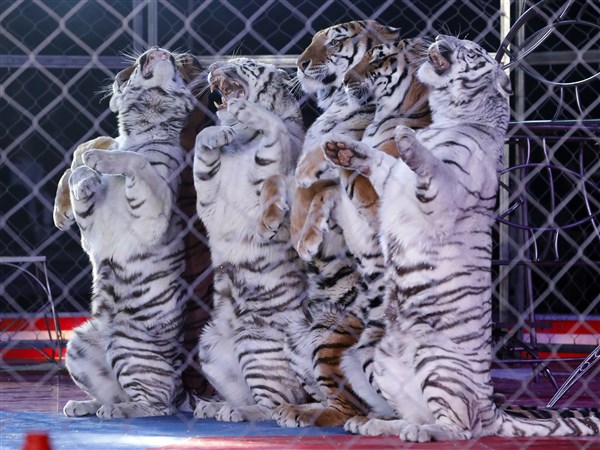 circus white tigers