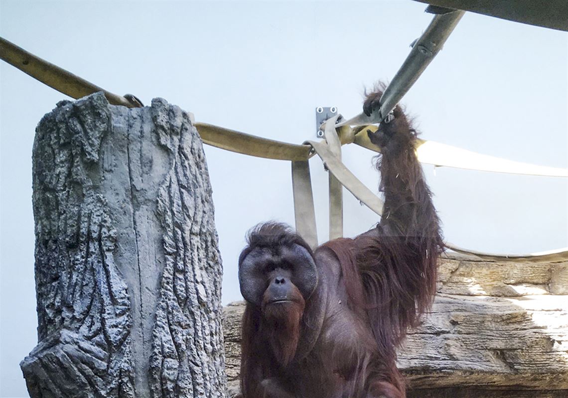 Zoo welcomes playful pair of red-tailed monkeys