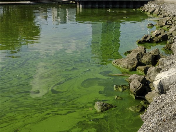 Algae 2018: Record Bloom Unlikely, But Lake Erie Will Still Get Lots Of 