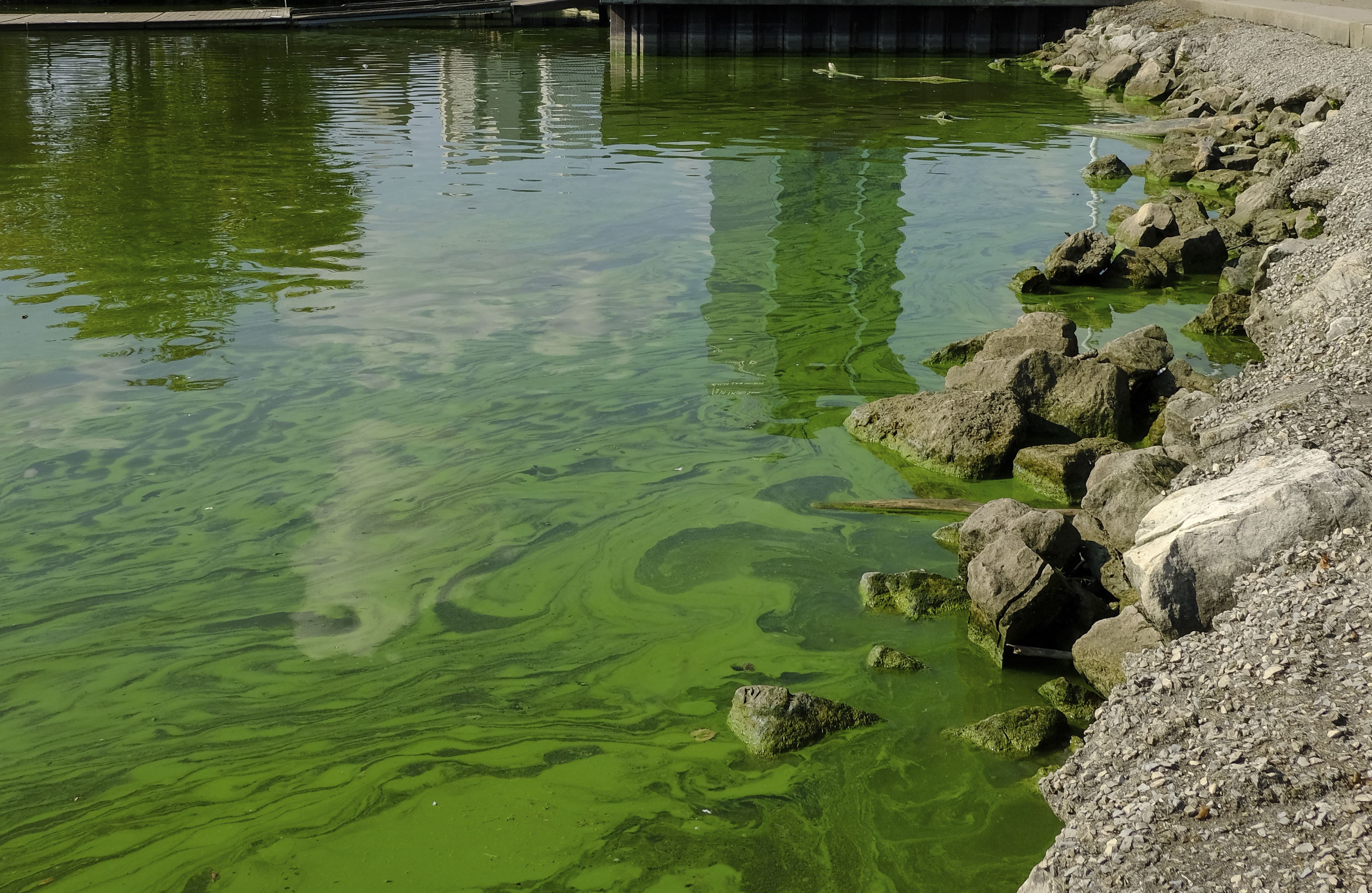 Algae 2018: Record bloom unlikely, but Lake Erie will still get lots of ...