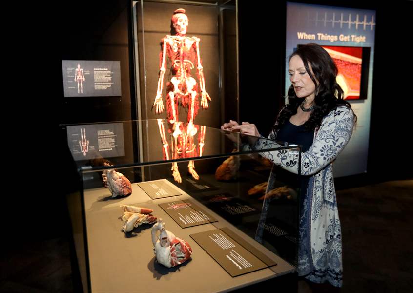 What lies beneath: Exhibit gives realistic look at human body - The Blade