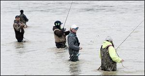 Anglers can wade right into the Maumee River at Orleans Park in Perrysburg. Other areas include Buttonwood Park, Fort Meigs, Weirs Rapids, Farnsworth and Middlegrounds metroparks, Towpath Park, and the Jerome Road rapids area.