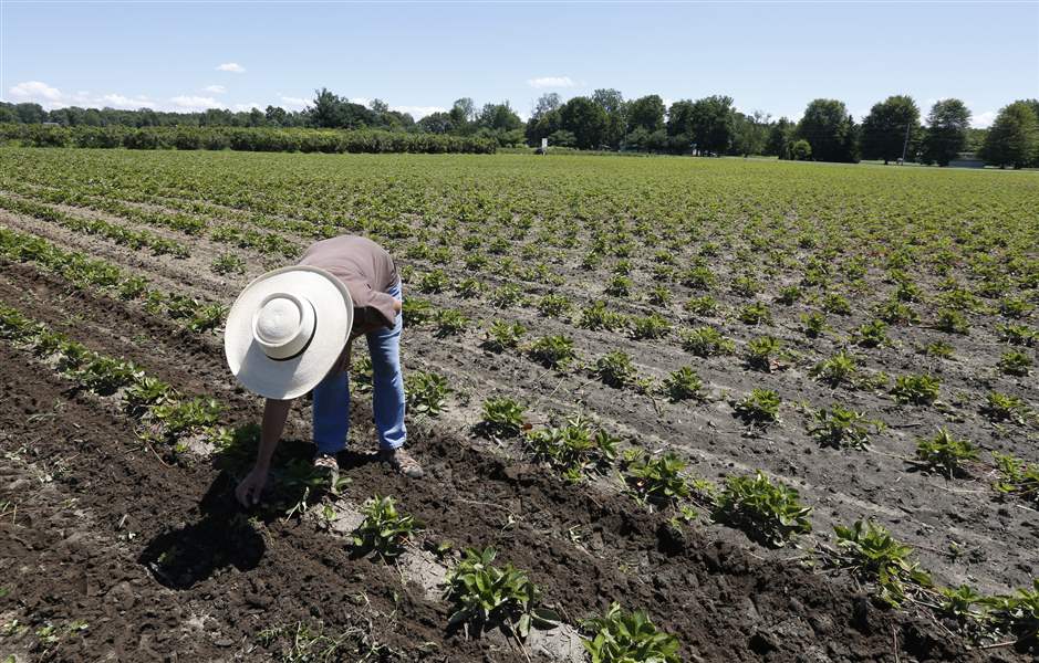 Small area farms feel effect of labor shortage - The Blade