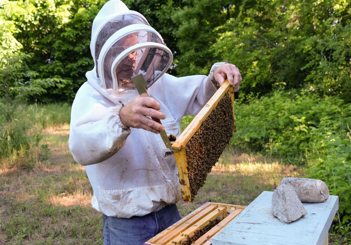 Ohio's backyard beekeeping is a-buzz