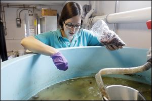 Biologist Katie Herzog feeds blood worms to young Lake Sturgeon inside a newly built trailer designed to raise the fish Wednesday located near the Toledo Zoo administration building in Toledo.