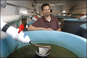 Kent Bekker, Director of Conservation and Research at the Toledo Zoo, discusses the zoo's new initiative to help repopulate the Great Lakes with endangered Lake Sturgeon while standing near tanks where the young fish are living Wednesday at the Toledo Zoo.