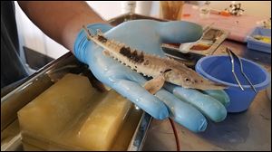 The sturgeon that will be released into the Maumee River on Saturday are about six months old and seven inches in length. Adult sturgeon can reach more than 11 feet in length and weigh over 300 pounds.