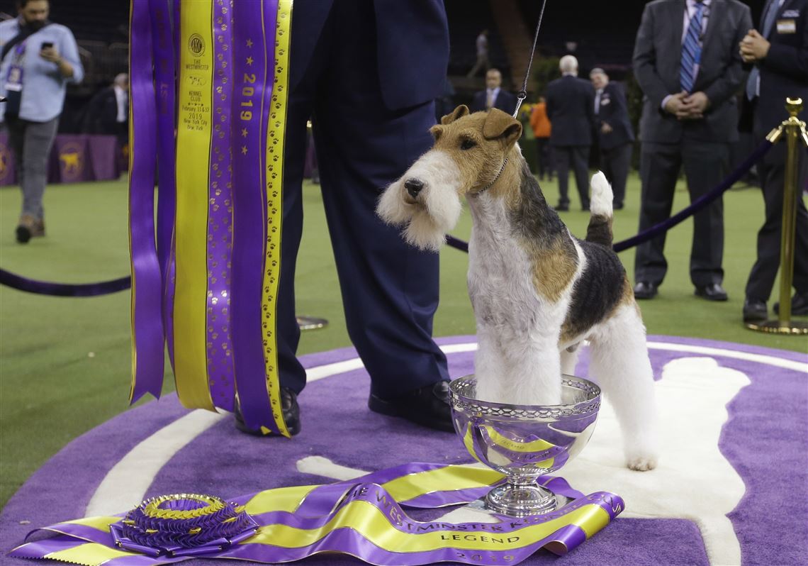 Westminster Dog Show event showcasing top canine competitors in 2025