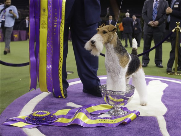 Westminster Dog Show - Exciting Moments in XXXX