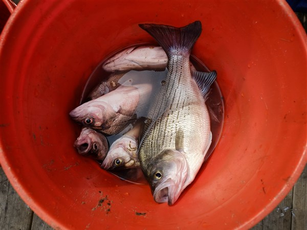 Fish confusion on the Maumee is all relative — distant ones