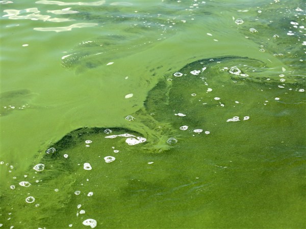 What's the best way to rid America of toxic algae? | The Blade