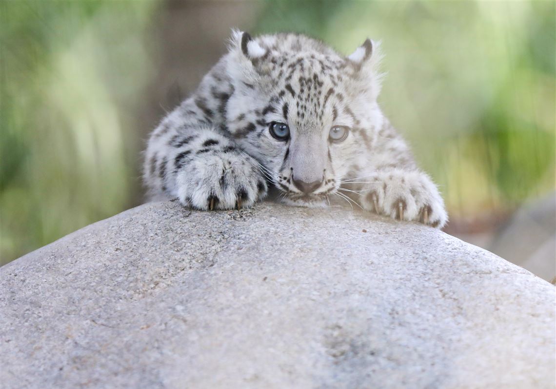 Baby Snow Leopard Now On Display At Toledo Zoo The Blade