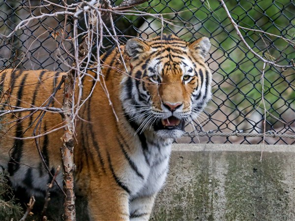 TODAY reveals names of twin tiger cubs at Toledo Zoo