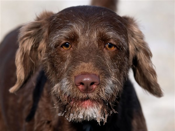 Toledo Magazine Canine Day Care Offers A Service Worth Barking About The Blade