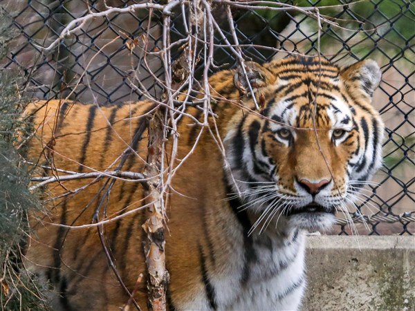 White Bengal tiger' look back for Steelers game; other NFL