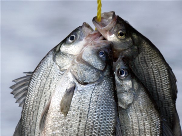 Blade Fishing Report: White bass run underway on area rivers