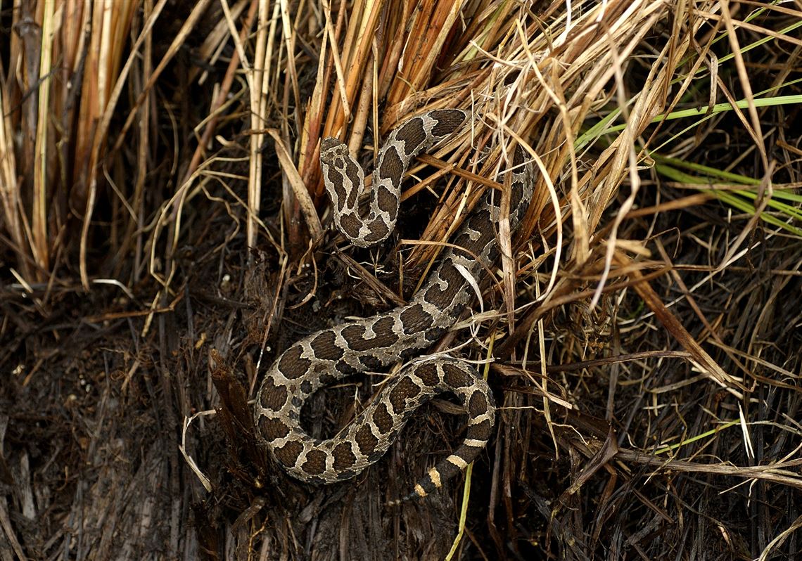 Michigan Snake Species: Exploring the Fascinating World of Local Serpents