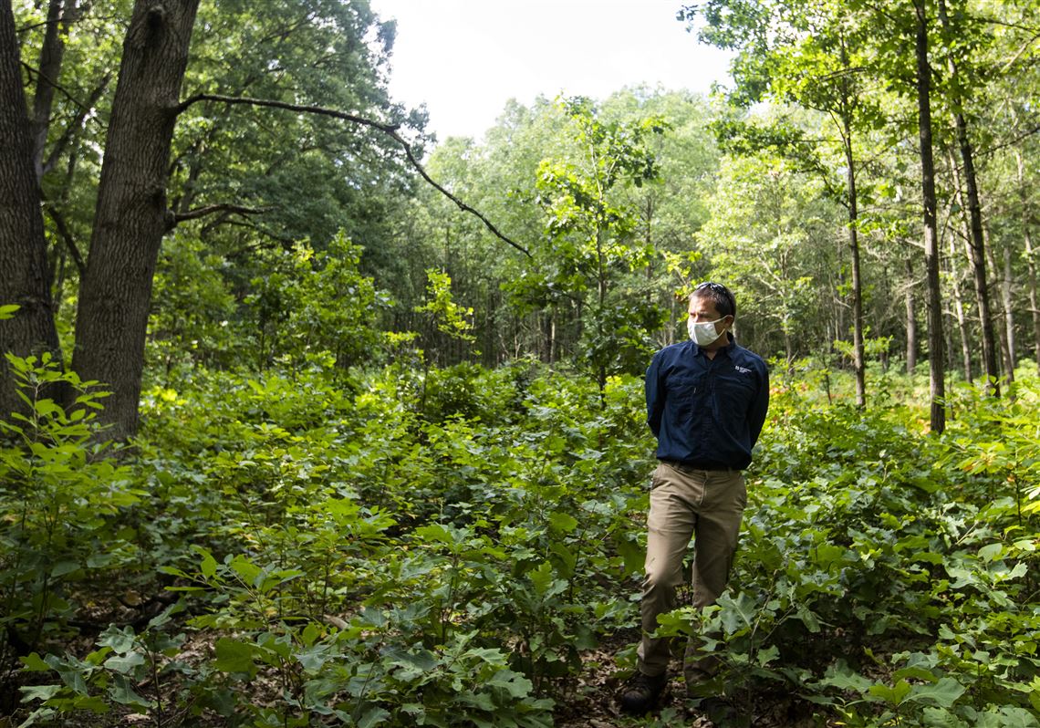 Tree Climbing  Metroparks Toledo