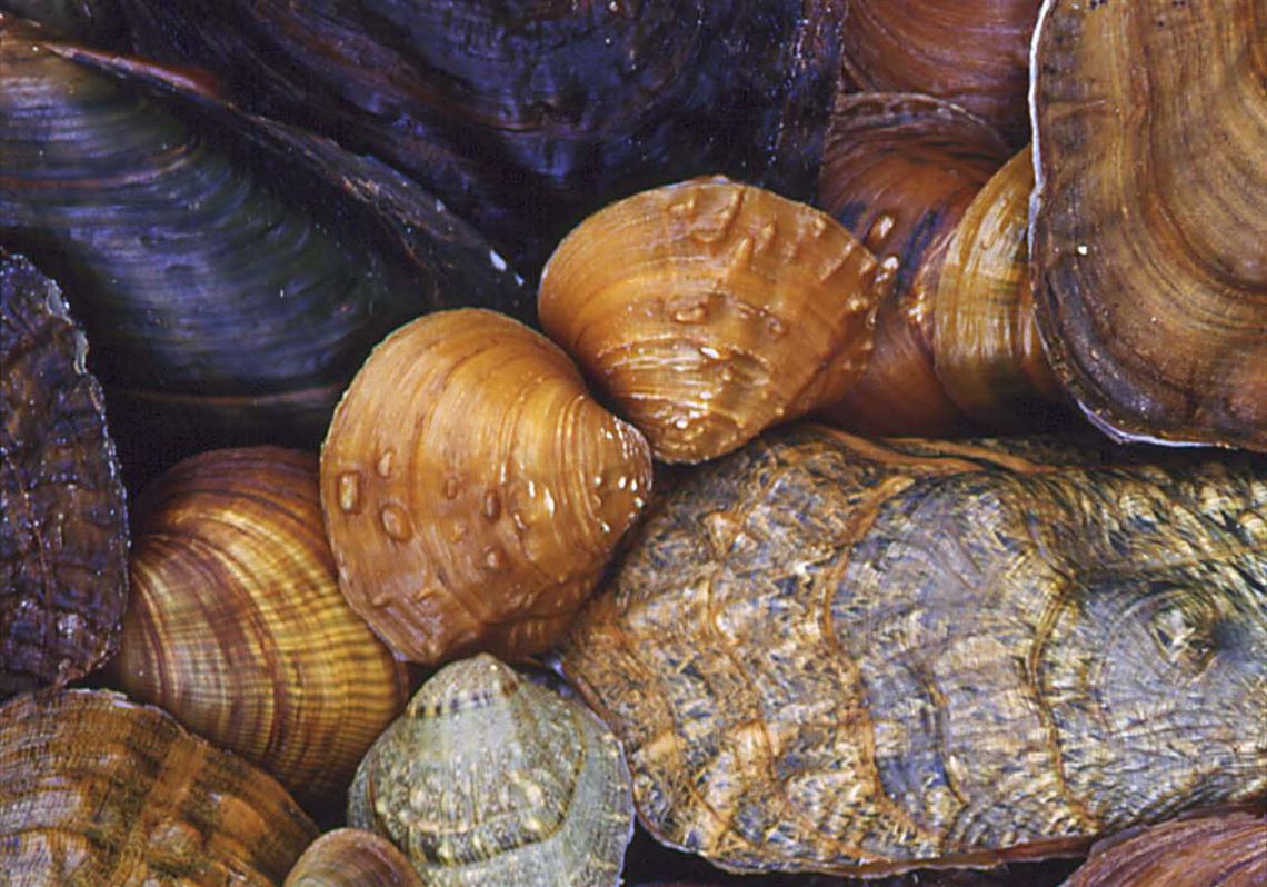 Flexing Ohio's mussels: The Buckeye State is home to many unique mollusks