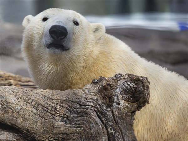 Toledo Zoo's youngest polar bear moving to Wisconsin soon | The Blade