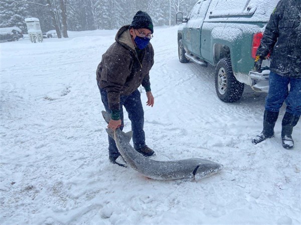 Outdoors: Sturgeon season closes after just two hours