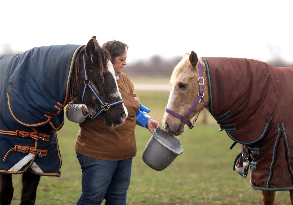 horse rescue