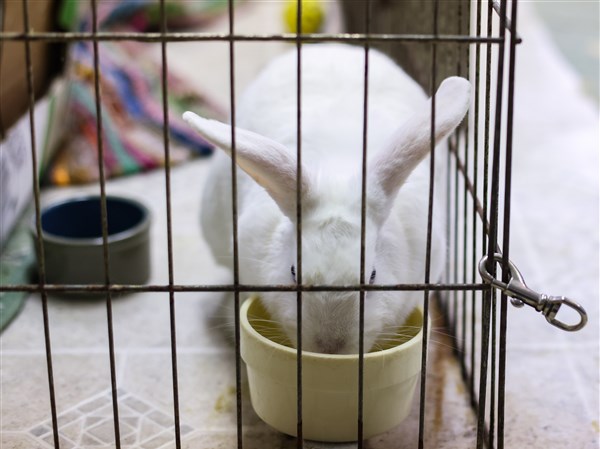 Gomez – Buckeye House Rabbit Society