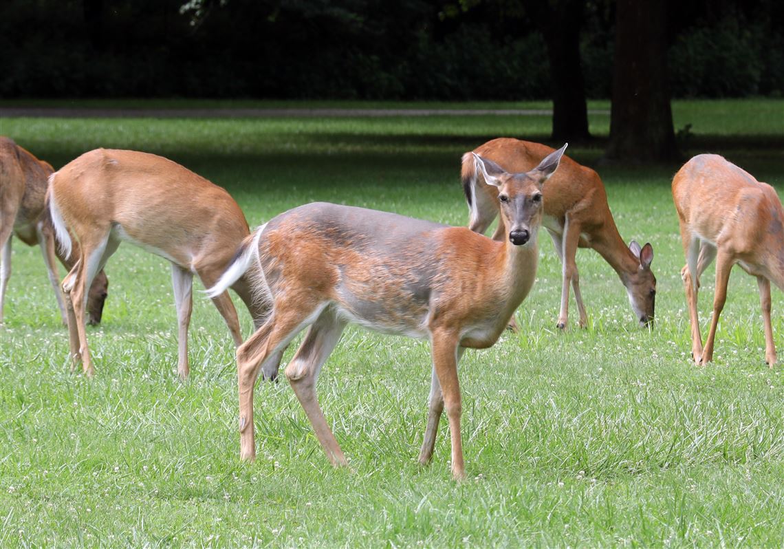 Download Outdoors Metroparks Deer Cull Showing Desired Results The Blade