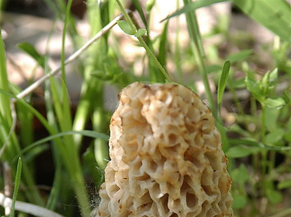 Outdoors Morels An Elusive Springtime Delicacy The Blade