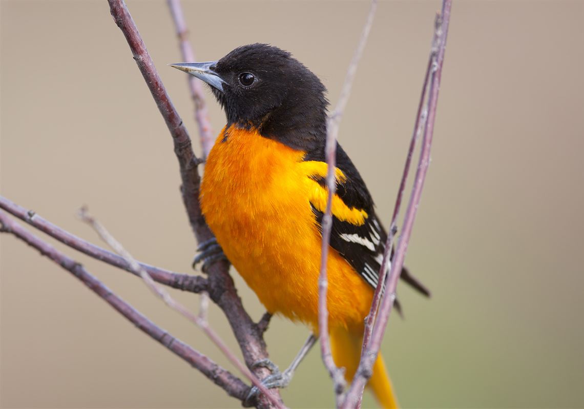 8 Types of Orioles to Look for in North America - Birds and Blooms