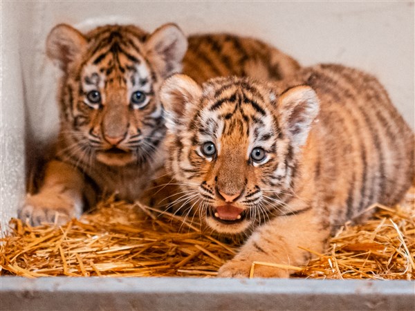 PHOTOS: Texas has 2 newborn tiger cubs