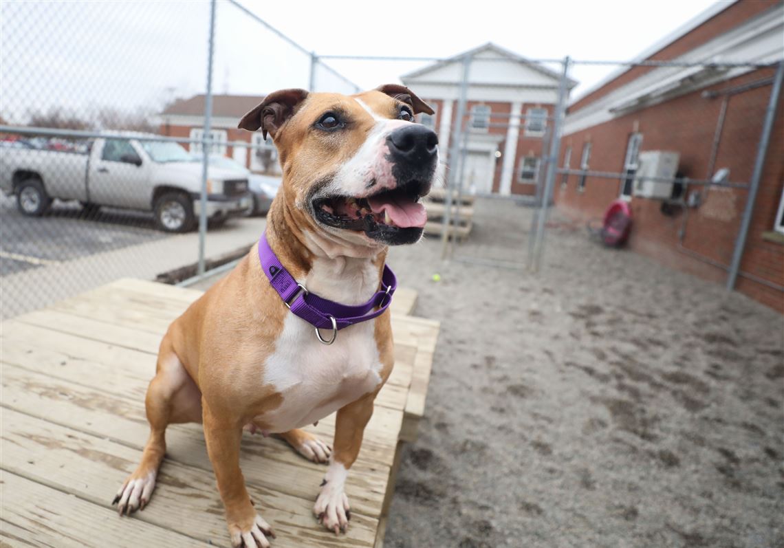 Dog Adoption Event Run Through July The Blade