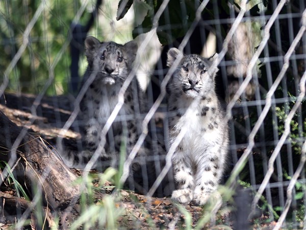 Snow leopard cubs make debut at Toledo Zoo | The Blade