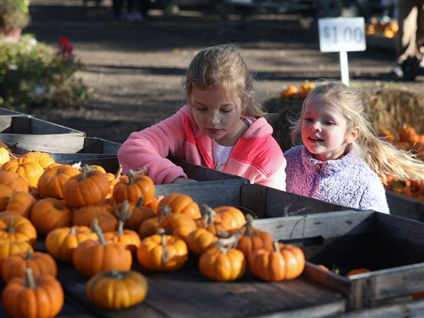 Oregon pumpkin farm provides outdoor family fun in 30th year