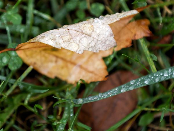 Final leaf collection of the year begins in Bowling Green
