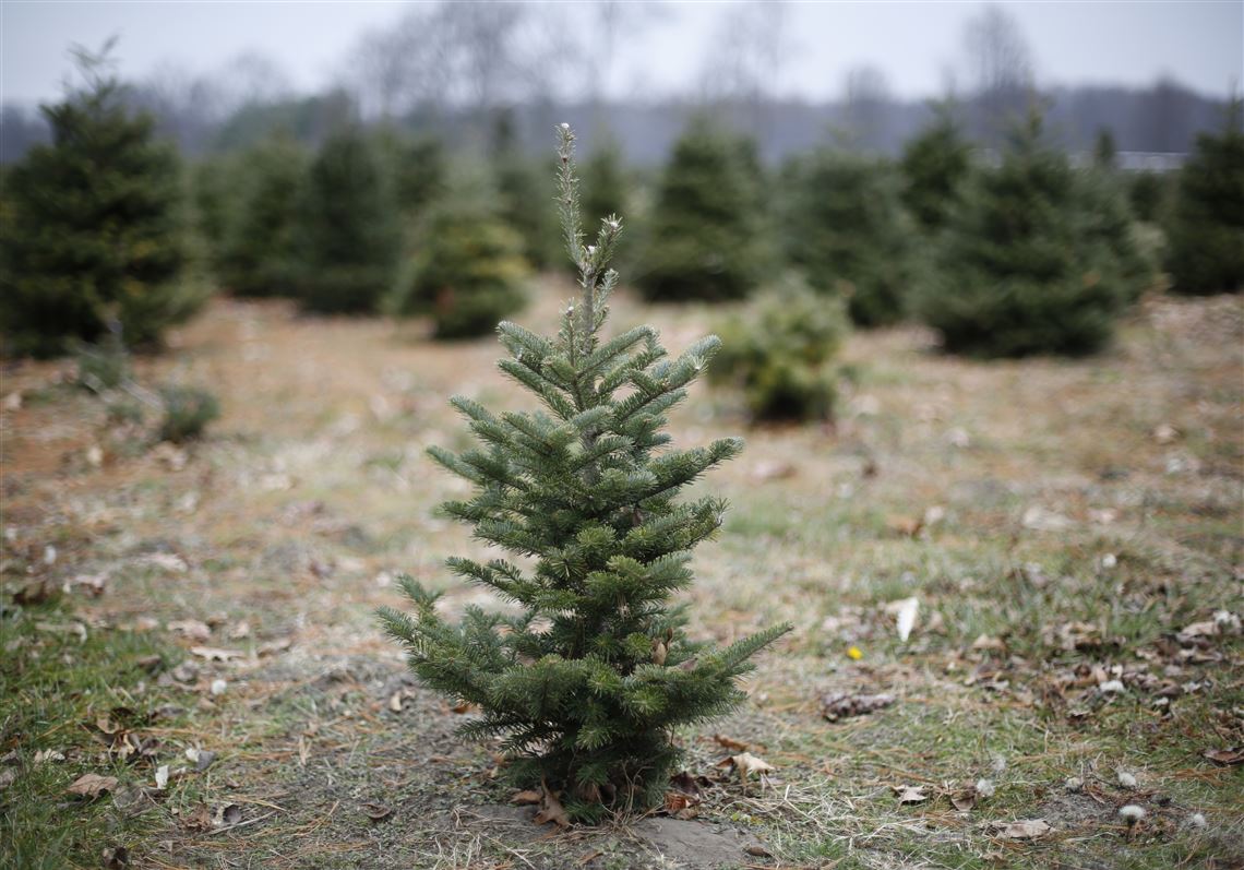 Fulton County Christmas Tree Recycling 2022 Christmas Tree Recycling Getting Started | The Blade